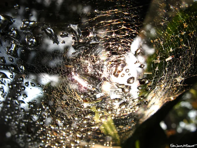 Photograph 52