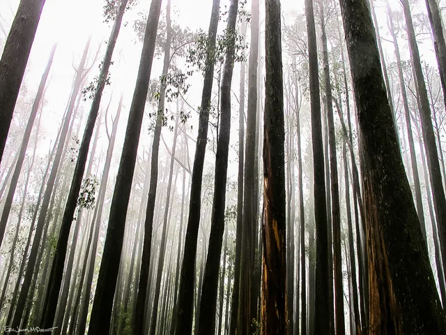 Photograph 53