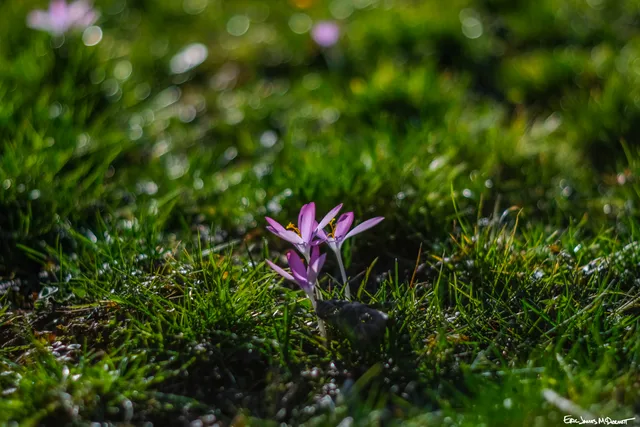 Photograph 77