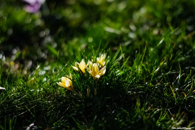 Photograph 78