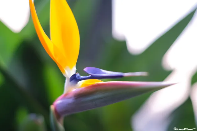 Photograph 79